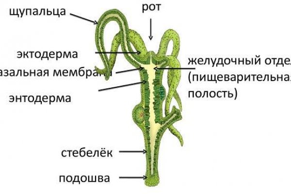 Кракен даркне vtor run